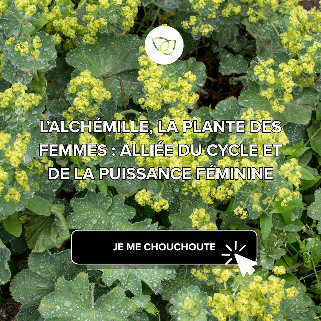 L’alchémille, la plante des femmes : alliée du cycle et de la puissance féminine