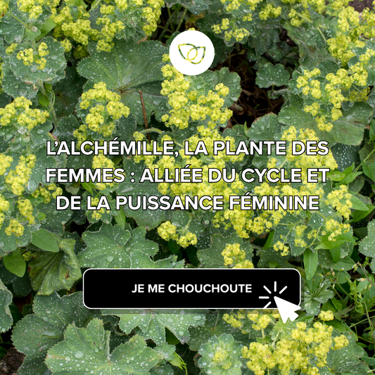 L’alchémille, la plante des femmes : alliée du cycle et de la puissance féminine