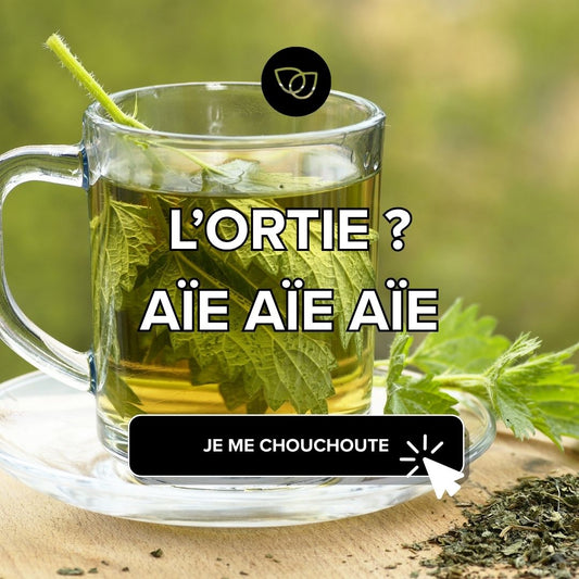 Mon ortie piquante …. Aïe aïe aïe