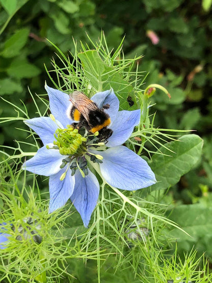 Nigelle Bio - Cumin Noir - Habba Sawda 200 gélules ALLERGIE - VITAMINES - OMEGAS - Aur'essentielle